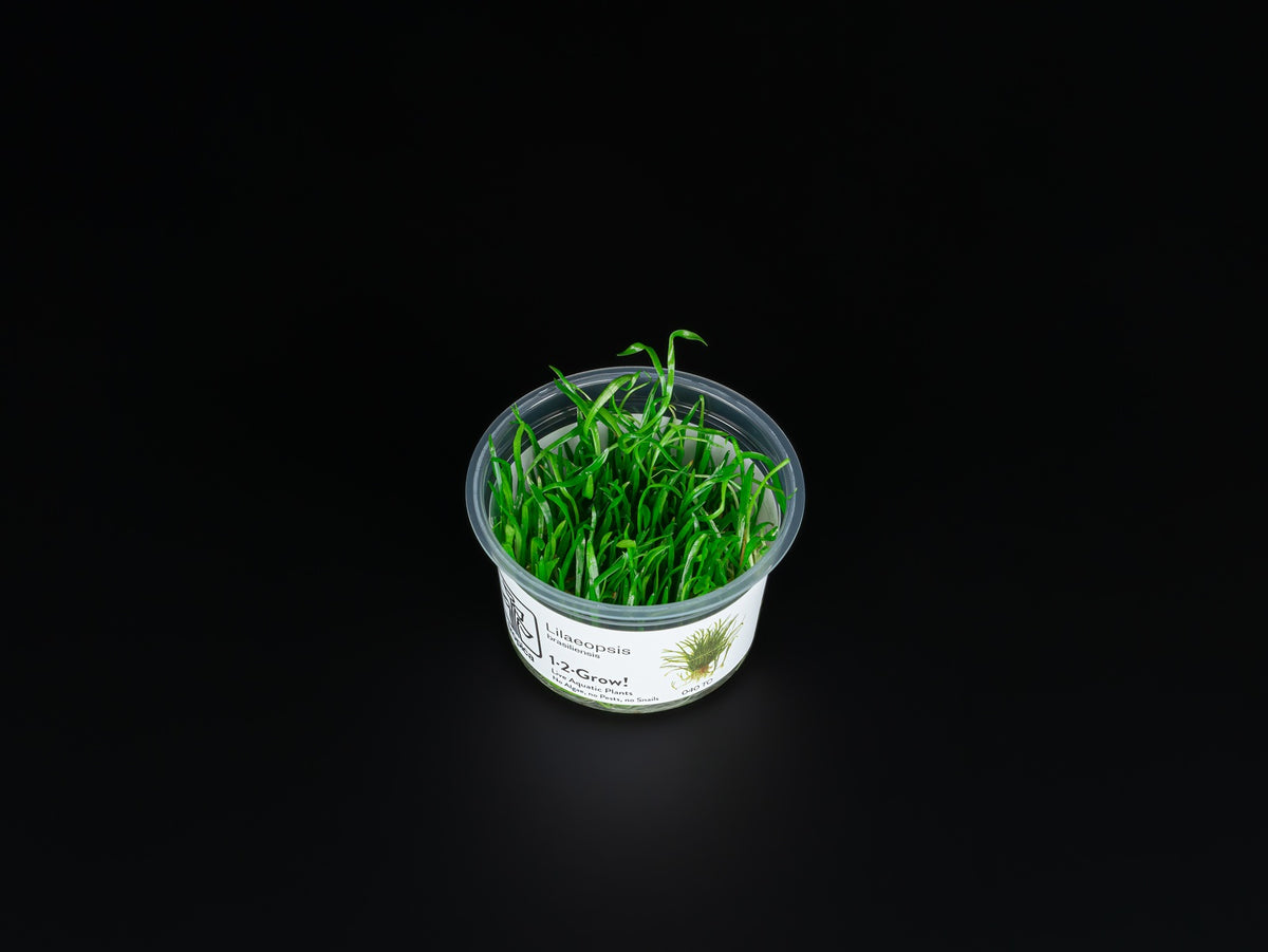 Lilaeopsis brasiliensis