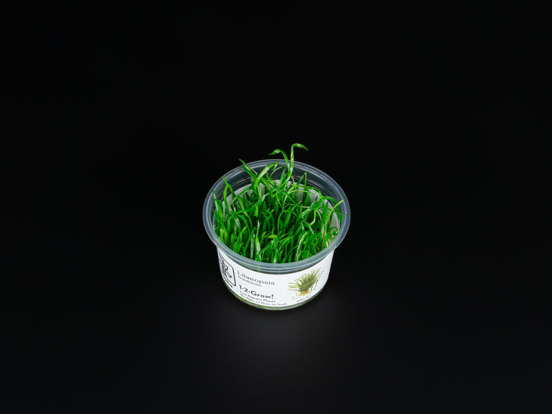 Lilaeopsis brasiliensis