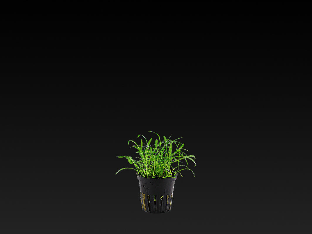 Lilaeopsis brasiliensis