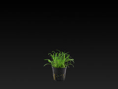 Lilaeopsis brasiliensis