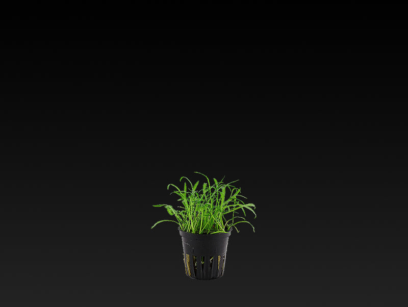Lilaeopsis brasiliensis