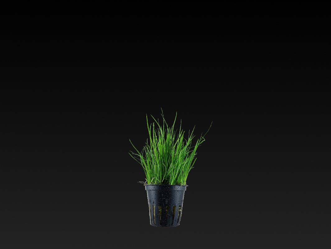 Lilaeopsis mauritiana