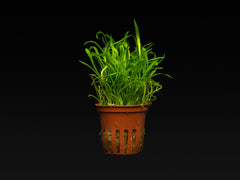 Lilaeopsis brasiliensis