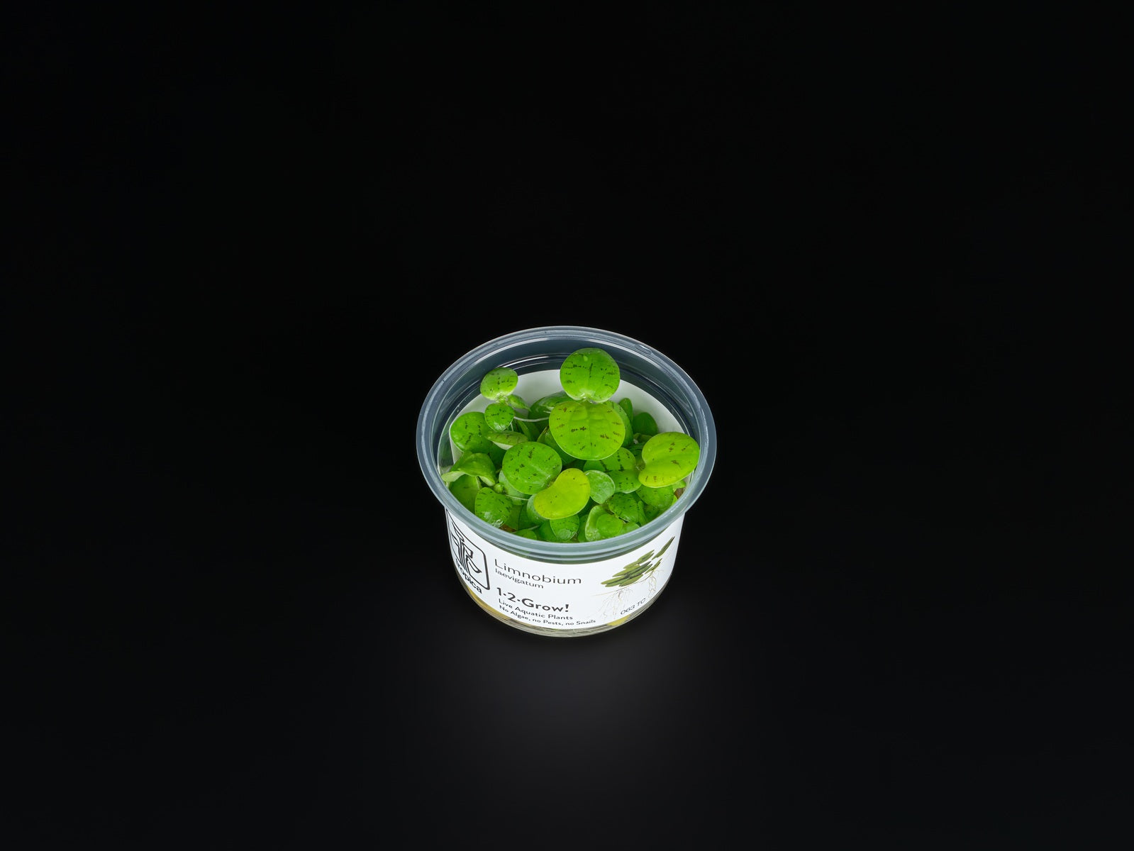 Limnobium laevigatum