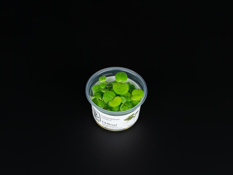Limnobium laevigatum