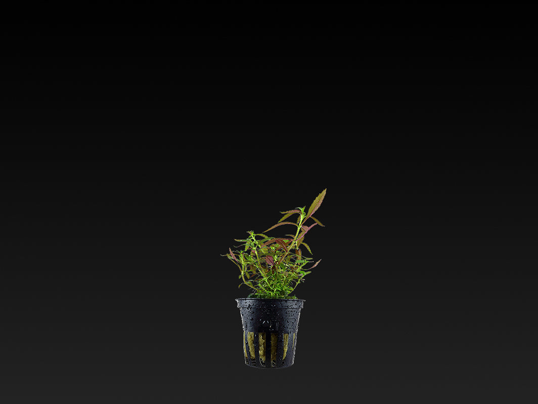 Limnophila hippuridoides