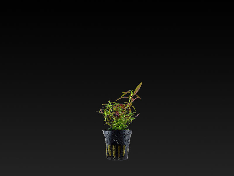 Limnophila hippuridoides