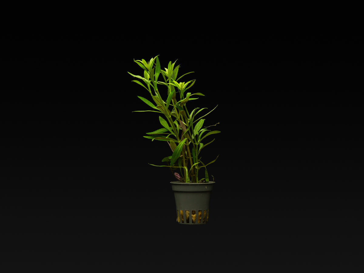 Limnophila aromatica