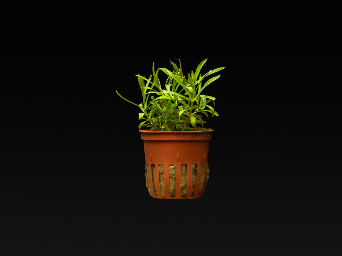 Limnophila hippuridoides