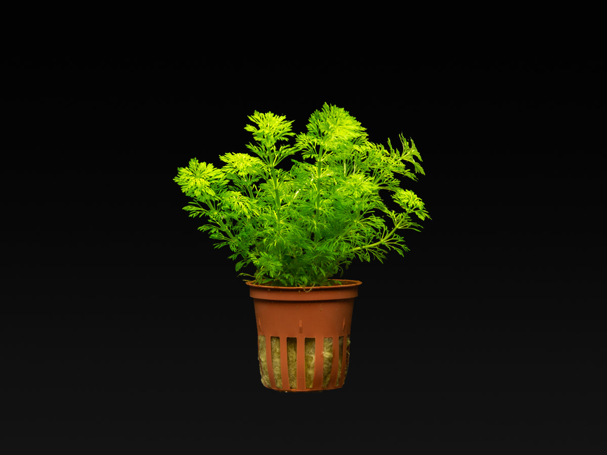 Limnophila sessiliflora