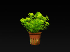 Limnophila sessiliflora