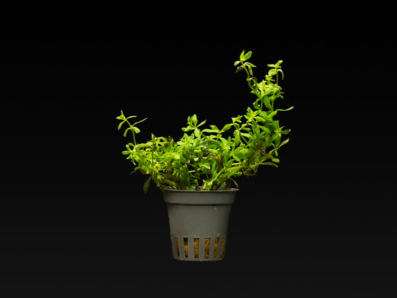 Limnophila sp. 'Vietnam'