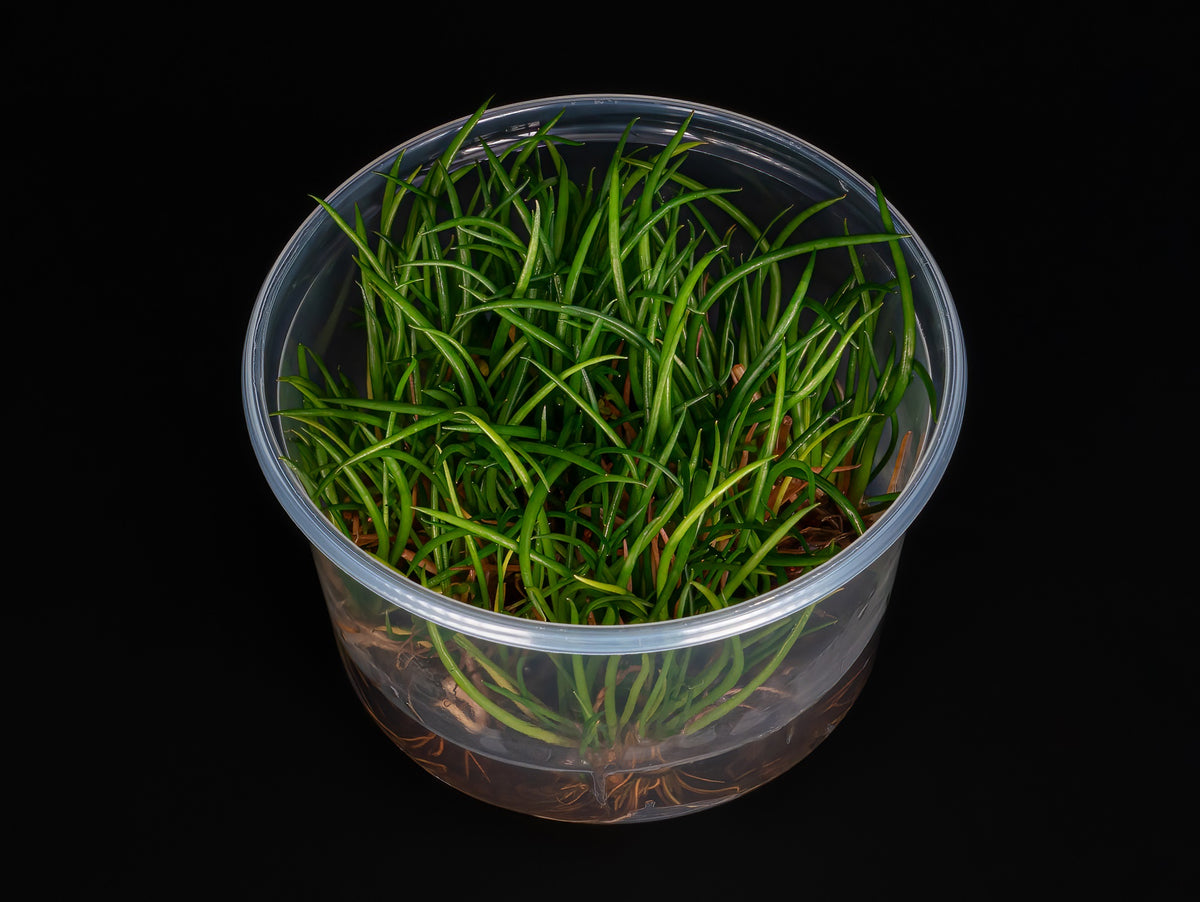 Littorella uniflora