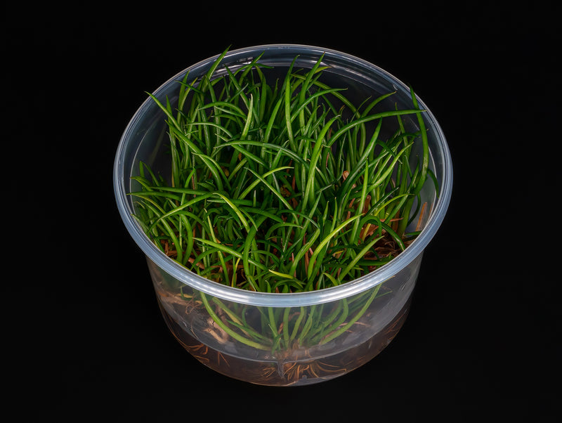 Littorella uniflora
