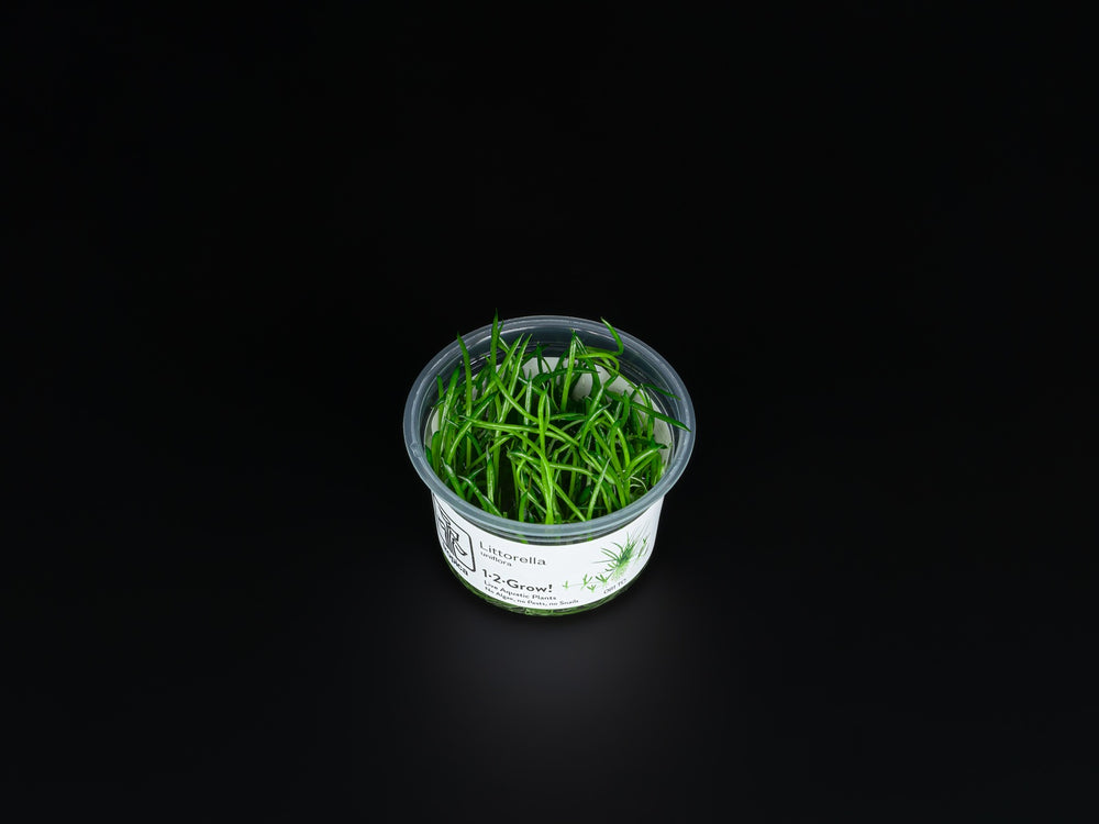 Littorella uniflora
