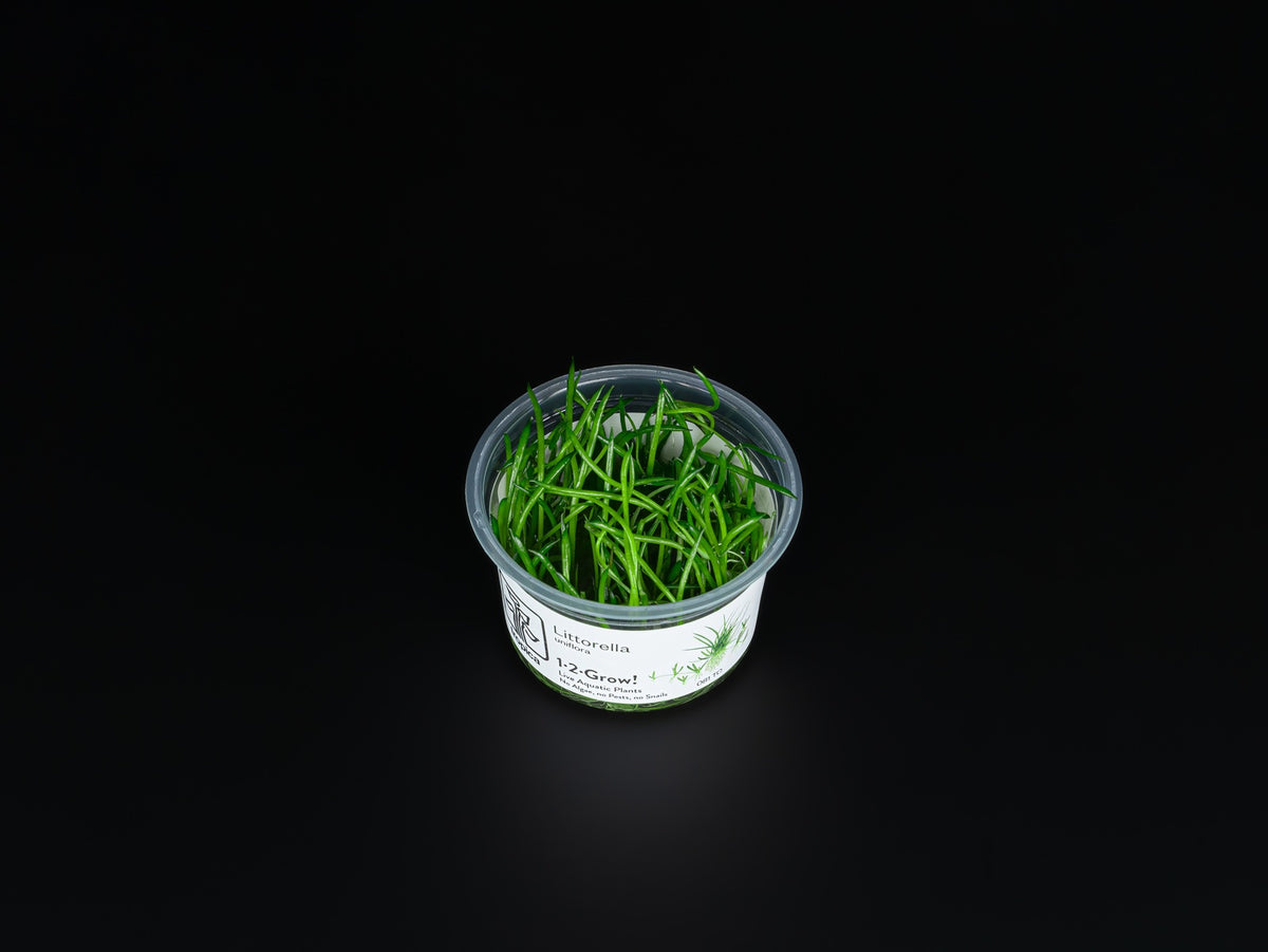 Littorella uniflora