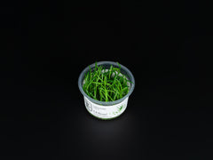 Littorella uniflora