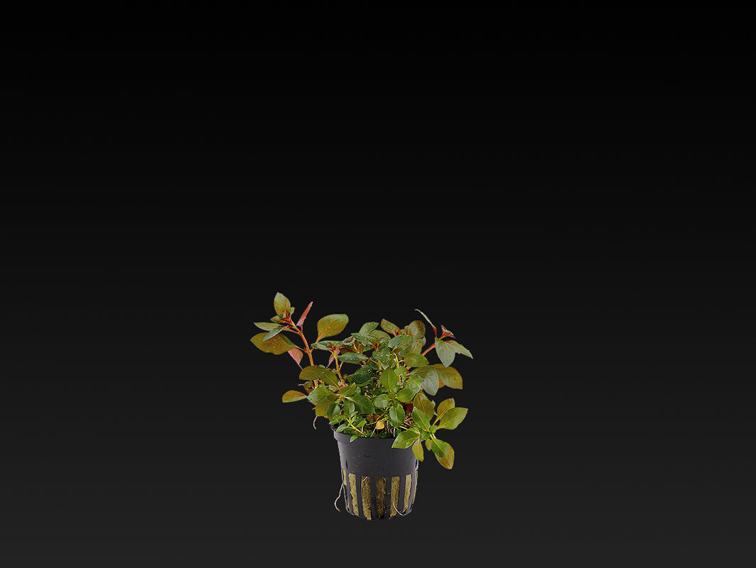 Ludwigia repens 'Rubin'