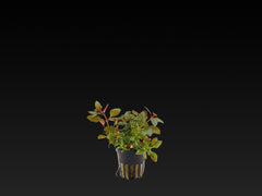 Ludwigia repens 'Rubin'