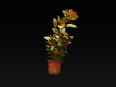 Ludwigia repens 'Rubin'