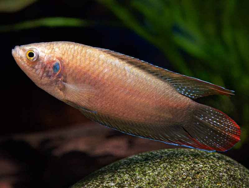 Paradiesfisch 'super red'