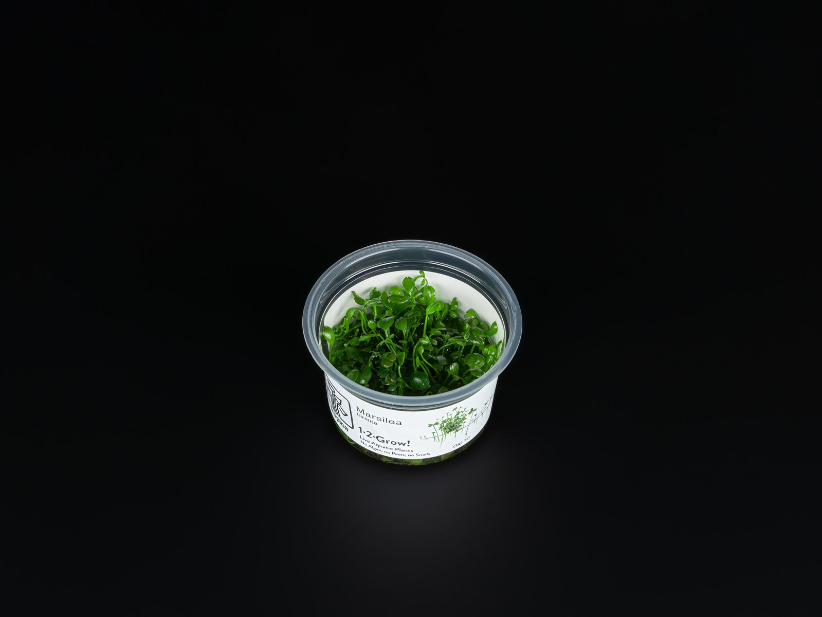 Marsilea hirsuta