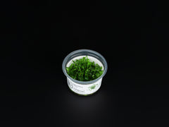 Marsilea hirsuta