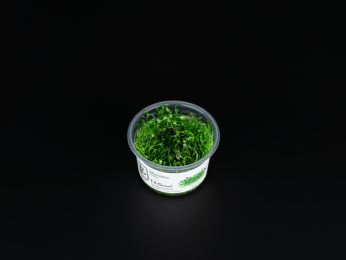 Marsilea crenata / Marsilea minuta