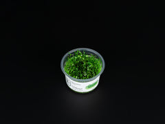 Marsilea crenata / Marsilea minuta