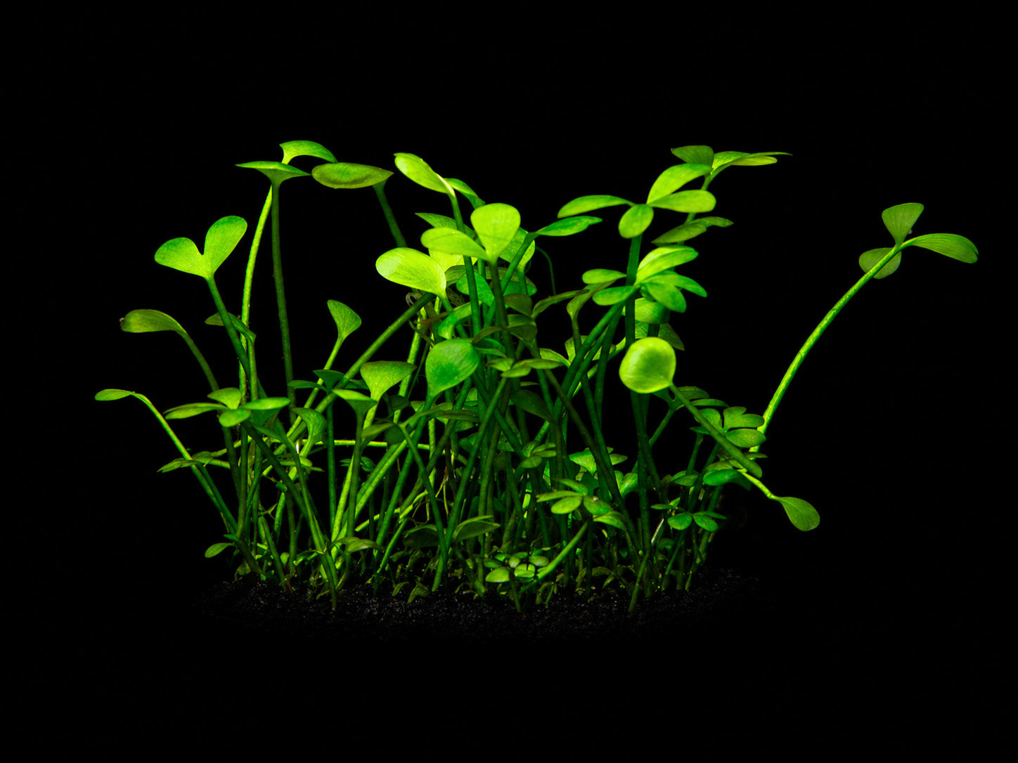 Marsilea hirsuta