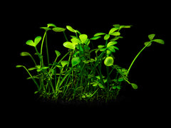 Marsilea hirsuta