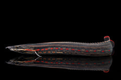 Feuerstachelaal