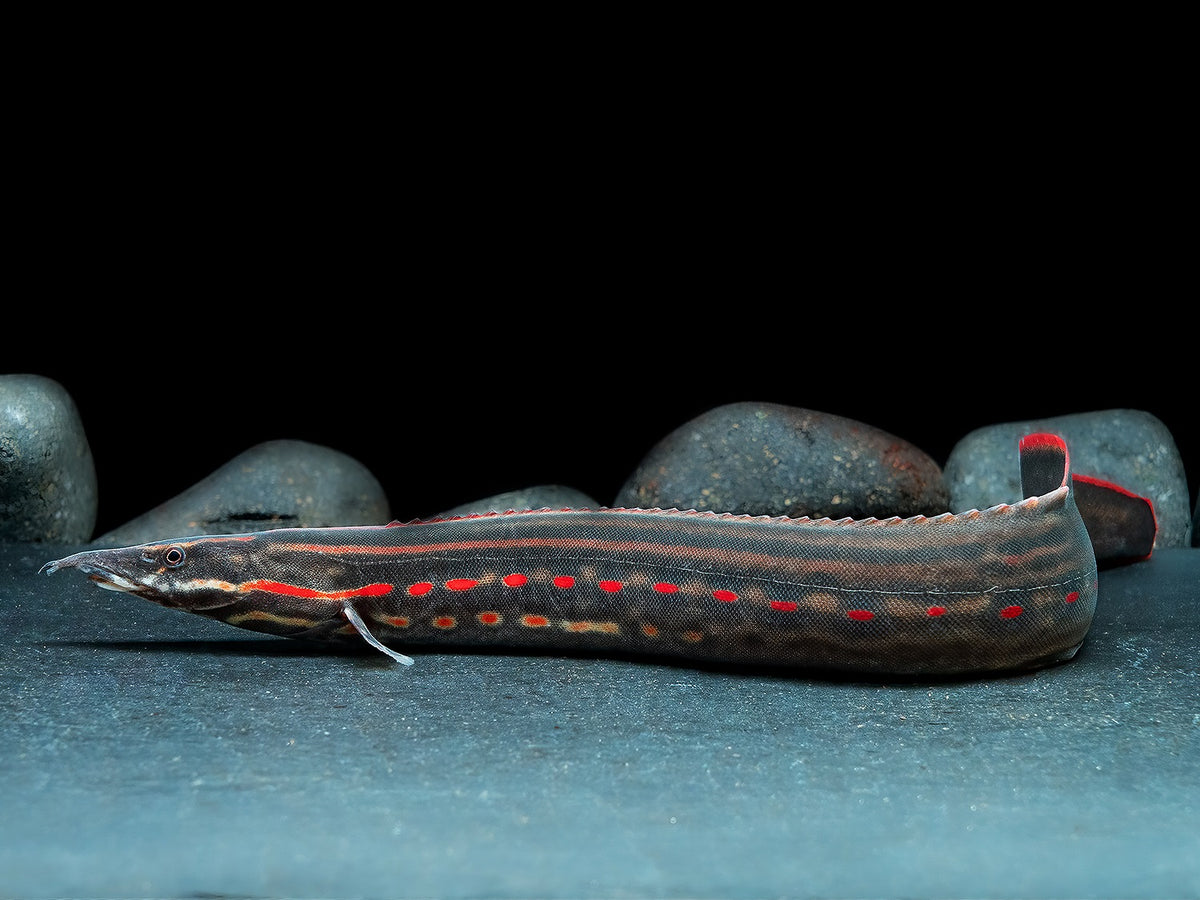 Feuerstachelaal