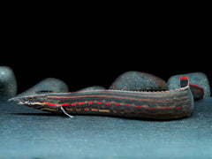 Feuerstachelaal