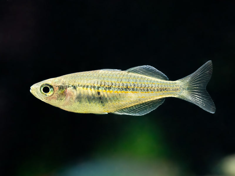 Kali Tawa Regenbogenfisch