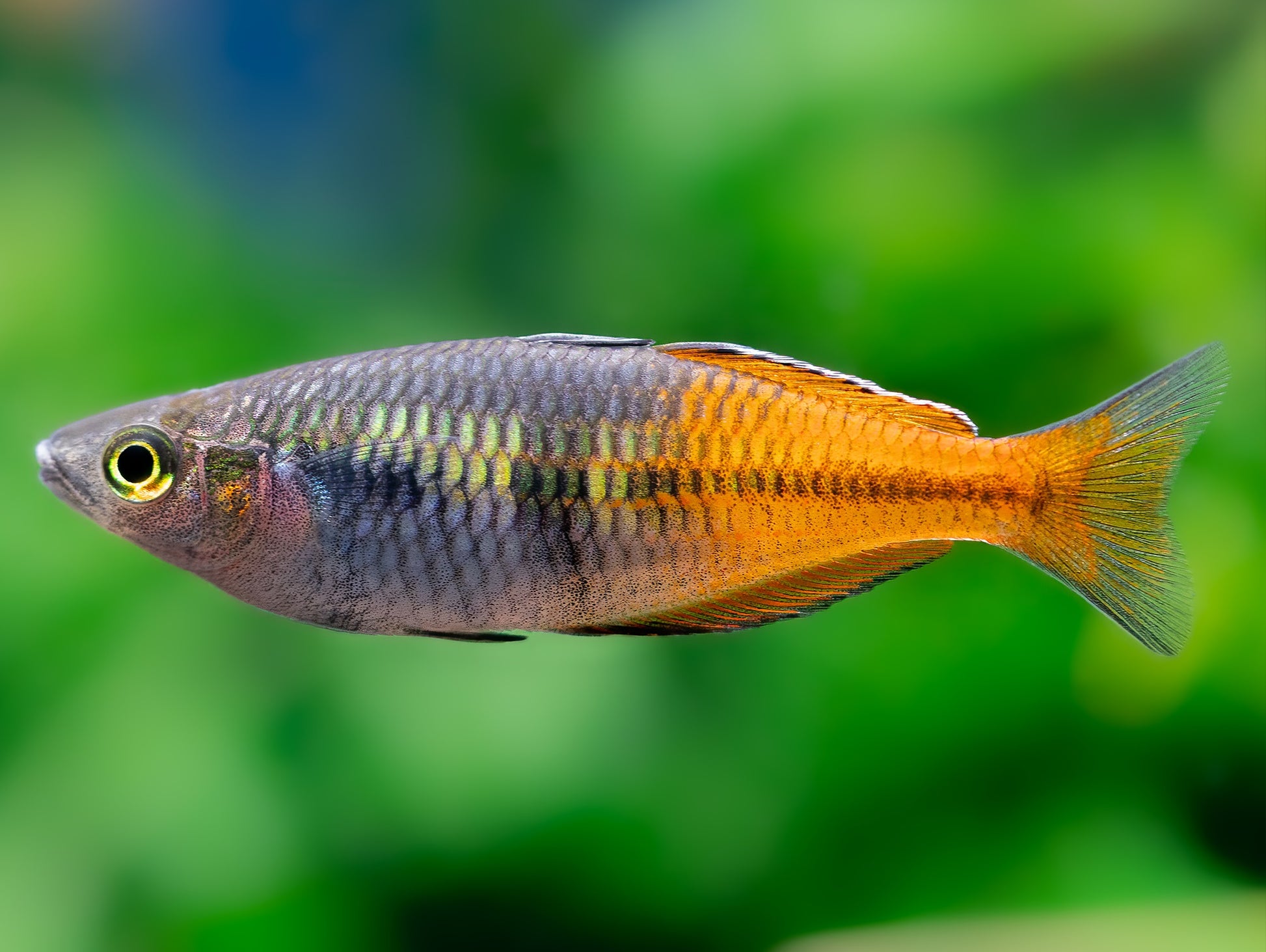 Harlekin-Regenbogenfisch 'Super Orange'