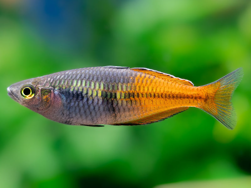 Harlekin-Regenbogenfisch 'Super Orange'