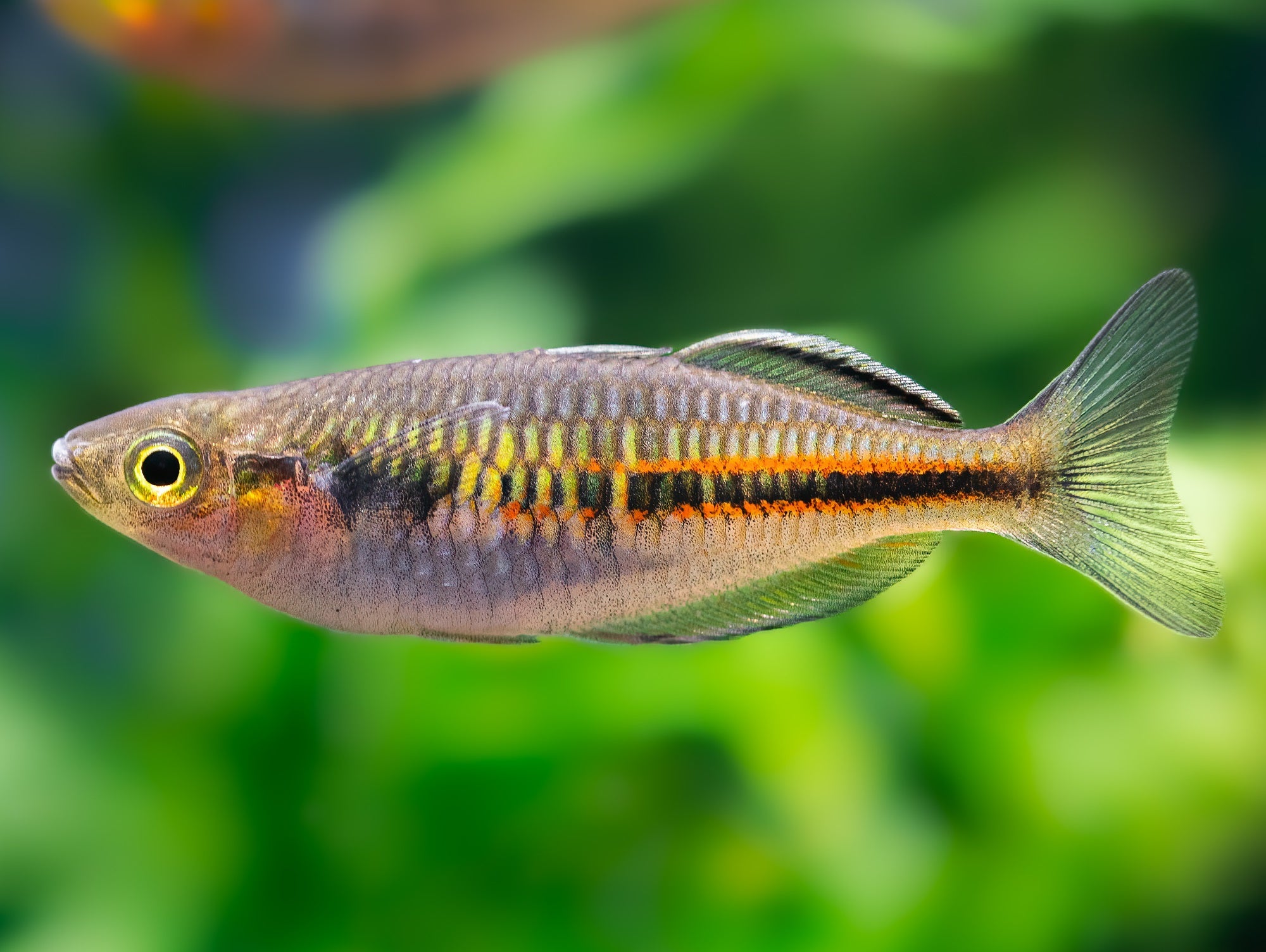 Harlekin-Regenbogenfisch 'Super Orange'