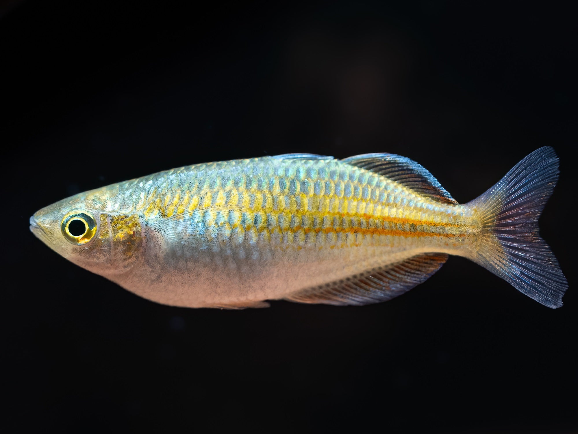 Harlekin-Regenbogenfisch