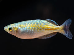 Harlekin-Regenbogenfisch