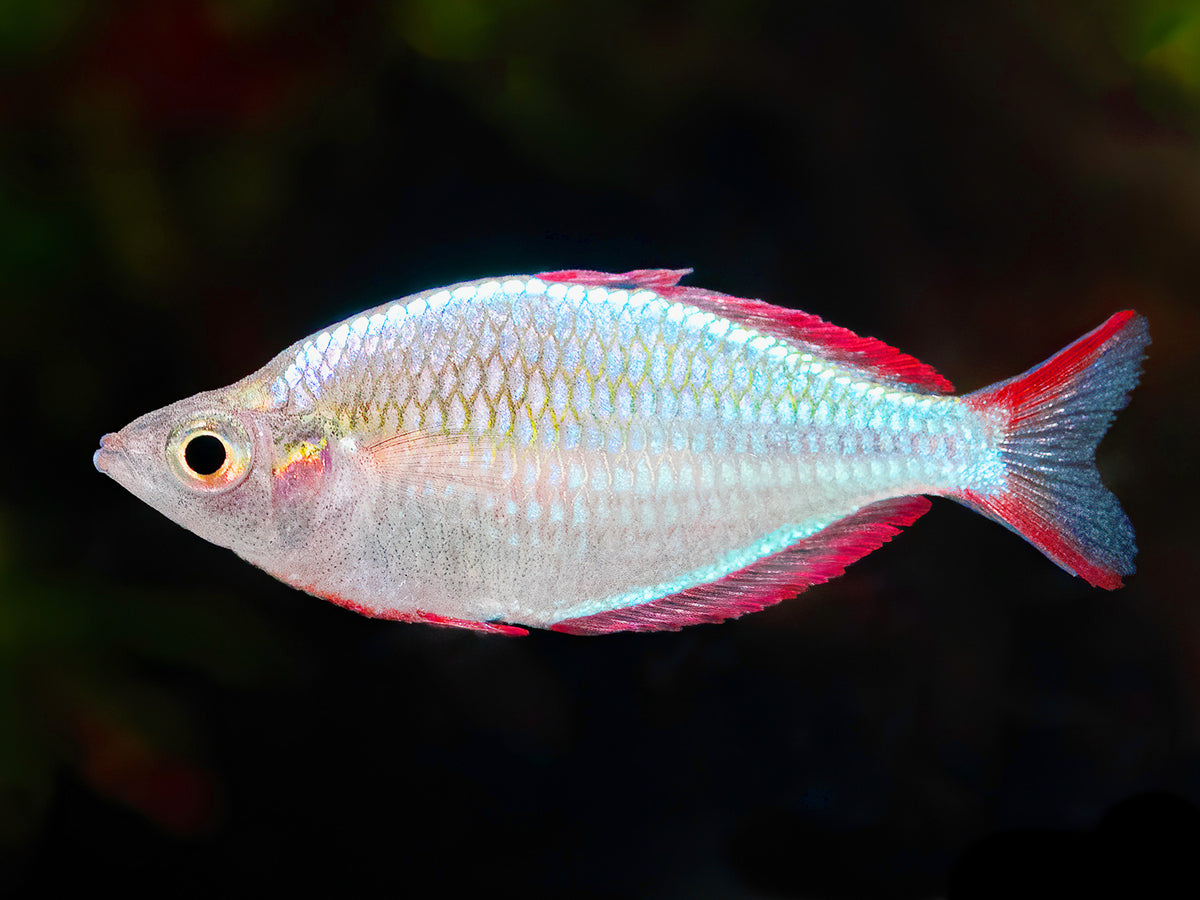 Diamant-Regenbogenfisch