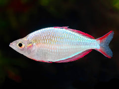 Diamant-Regenbogenfisch
