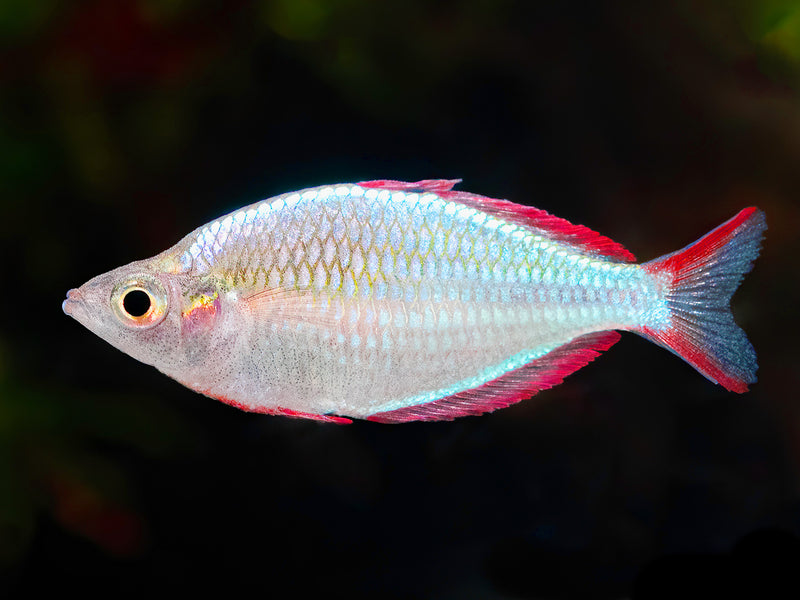 Diamant-Regenbogenfisch
