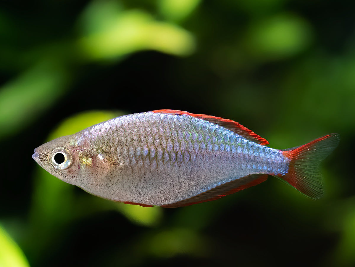 Diamant-Regenbogenfisch