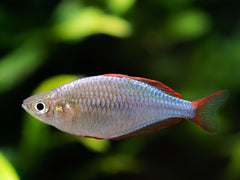 Diamant-Regenbogenfisch