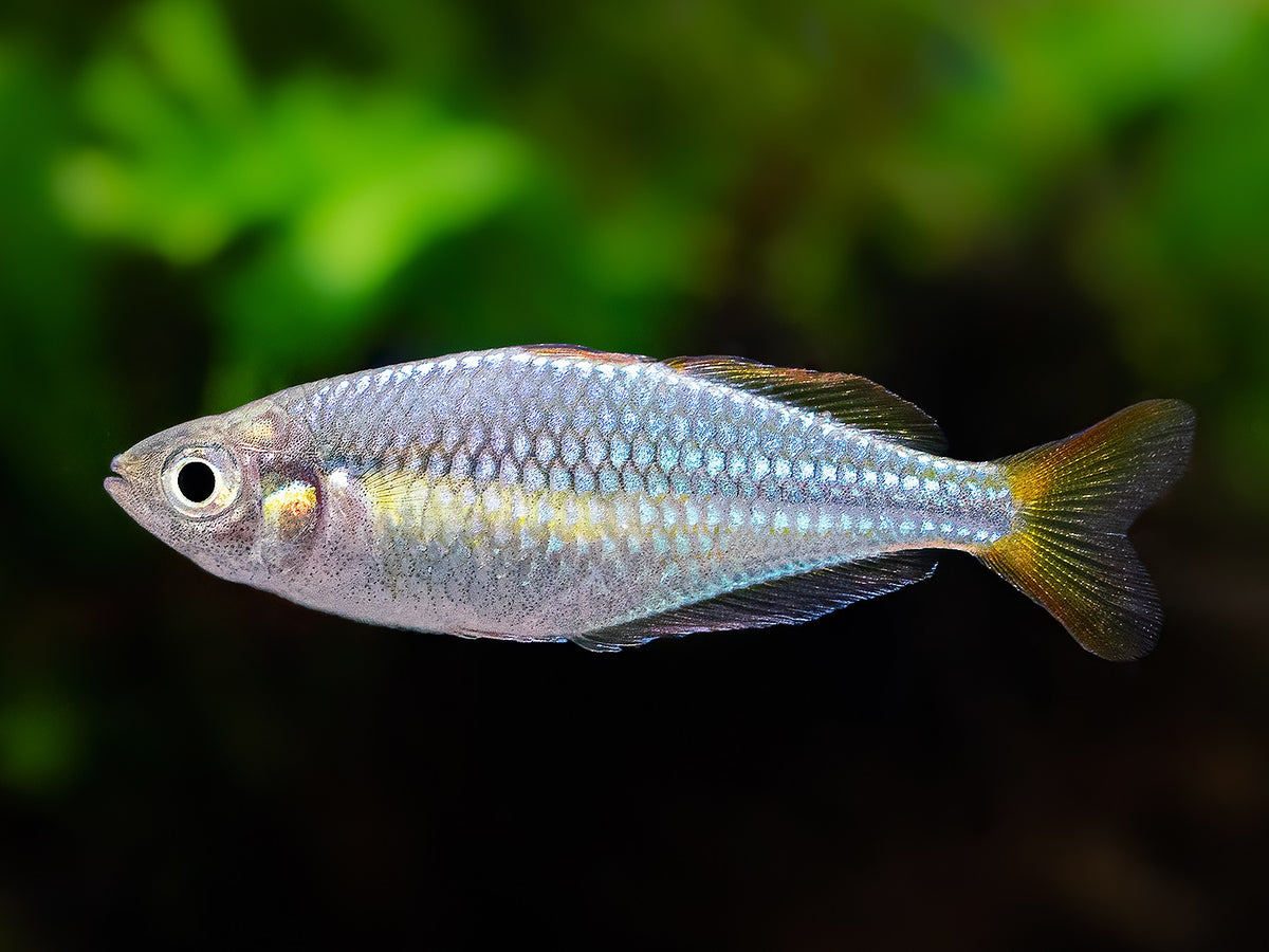 Diamant-Regenbogenfisch