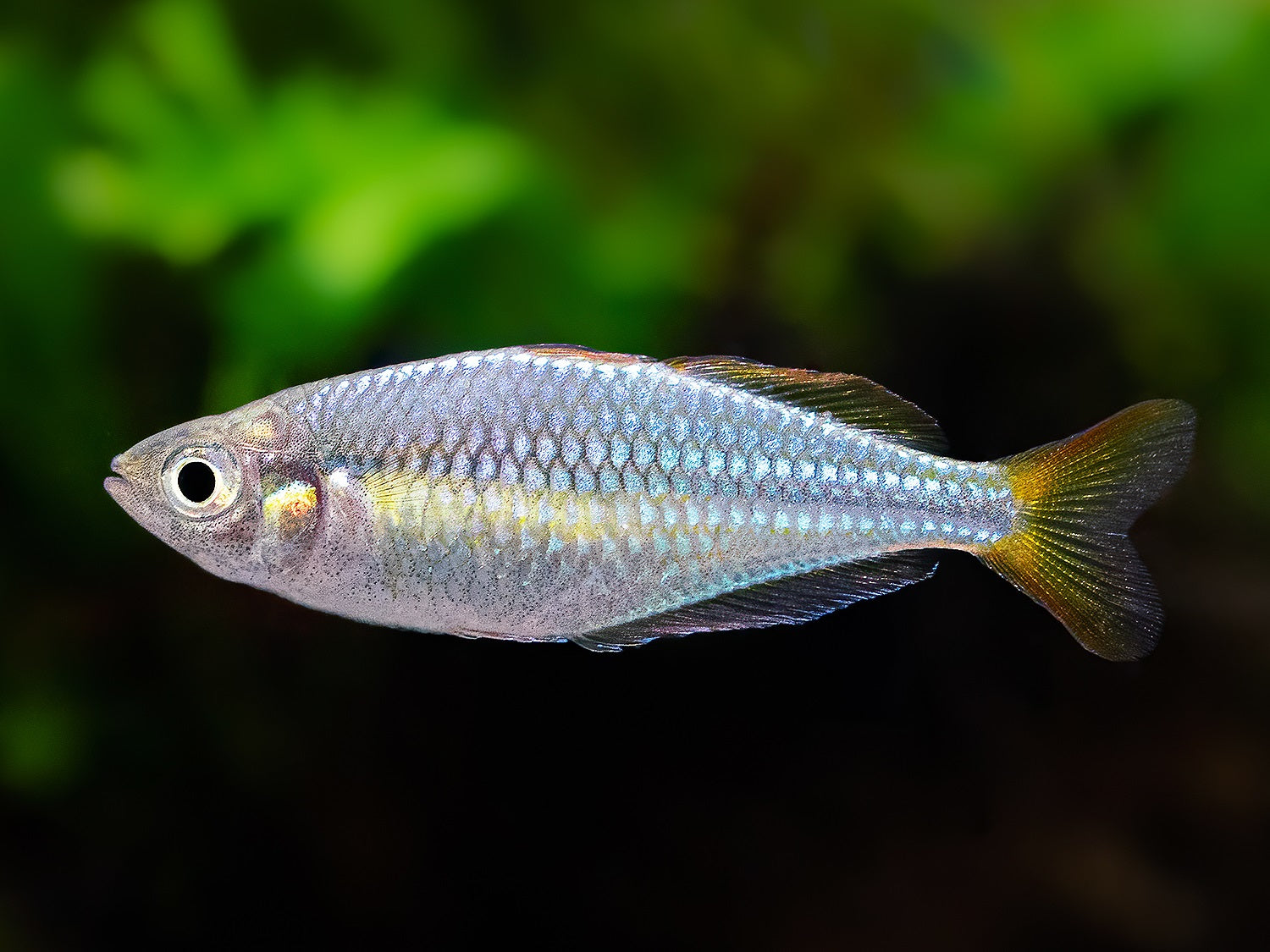Diamant-Regenbogenfisch