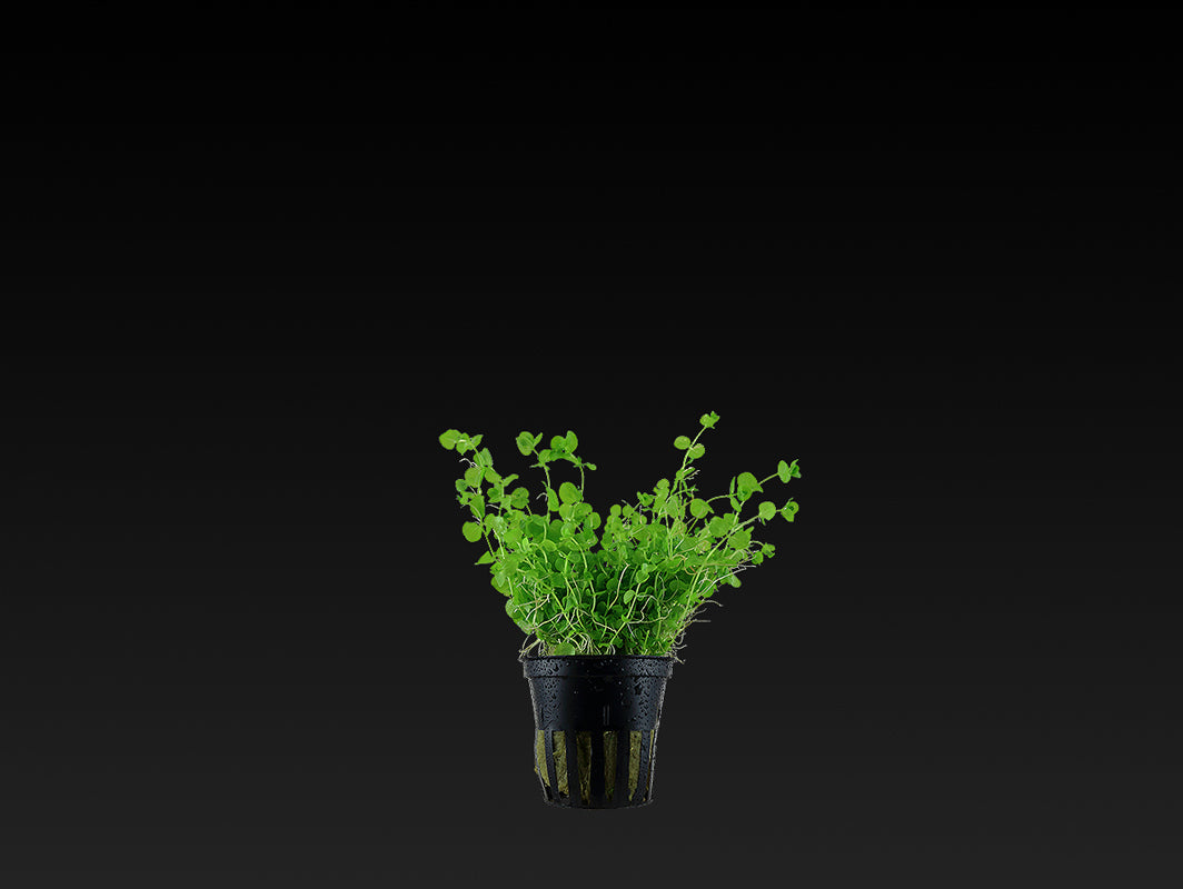 Micranthemum umbrosum