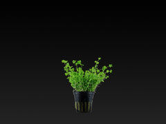 Micranthemum umbrosum