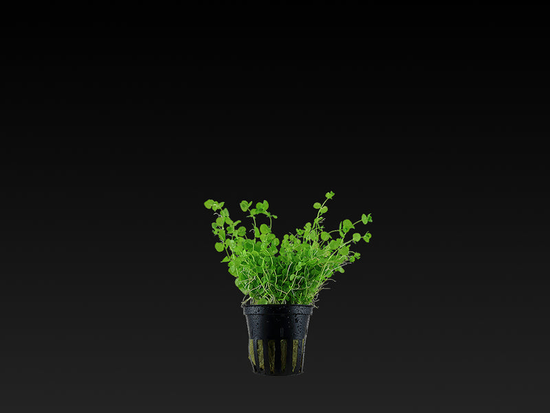 Micranthemum umbrosum